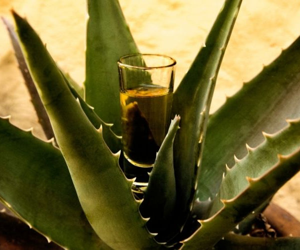 Tequila Is it Healthier Than Other Liquors? Advanced Mixology